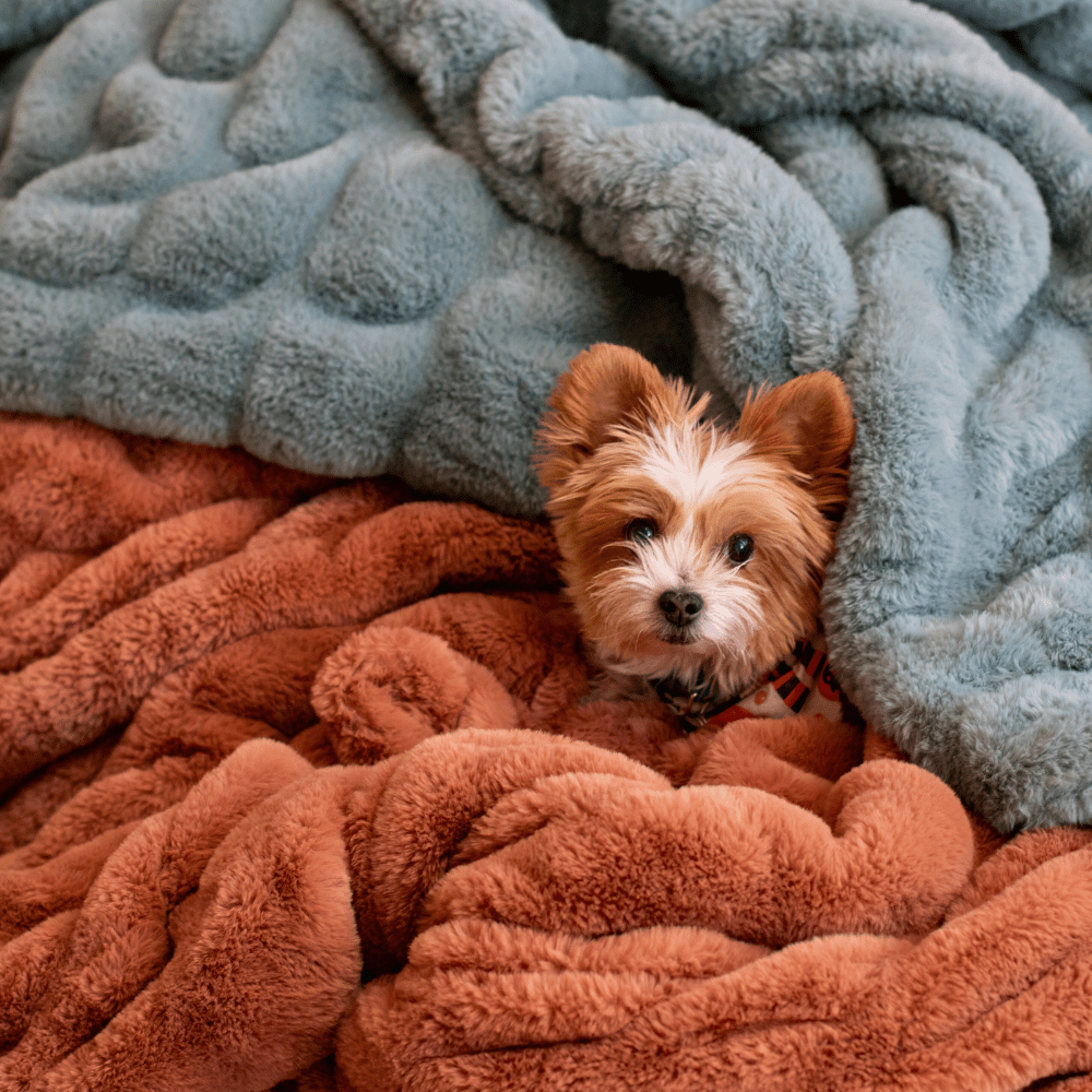 Copper Chic Blanket - Minky Designs