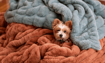 Copper and Glacier Glide Chic minky blankets from Minky Designs with a small dog nestled between them, highlighting the soft plush texture and cozy warmth of the Chic collection.